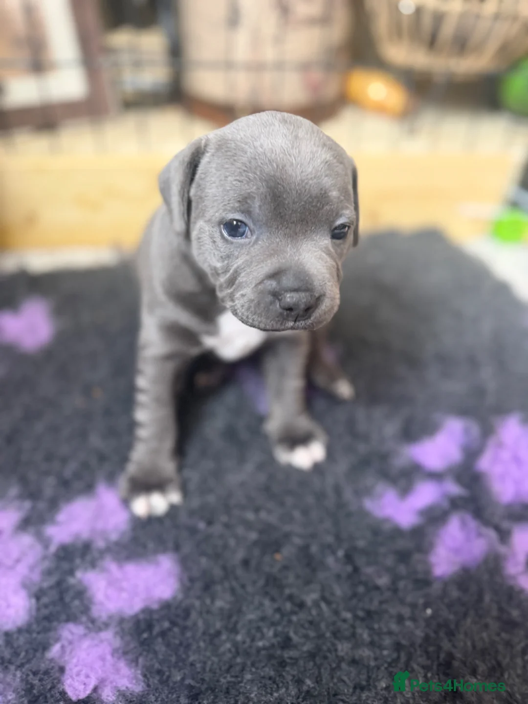 Staffordshire Bull Terrier dogs for sale: KC Registered Blue Staffordshire Bull terrier Pups - Advert 2