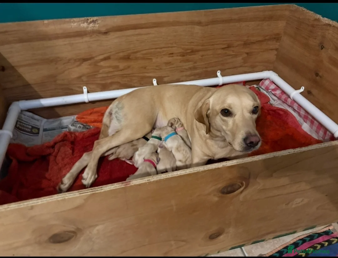 Labrador Retriever dogs for sale: Labrador Retriever Puppies 🐶  - Advert 5