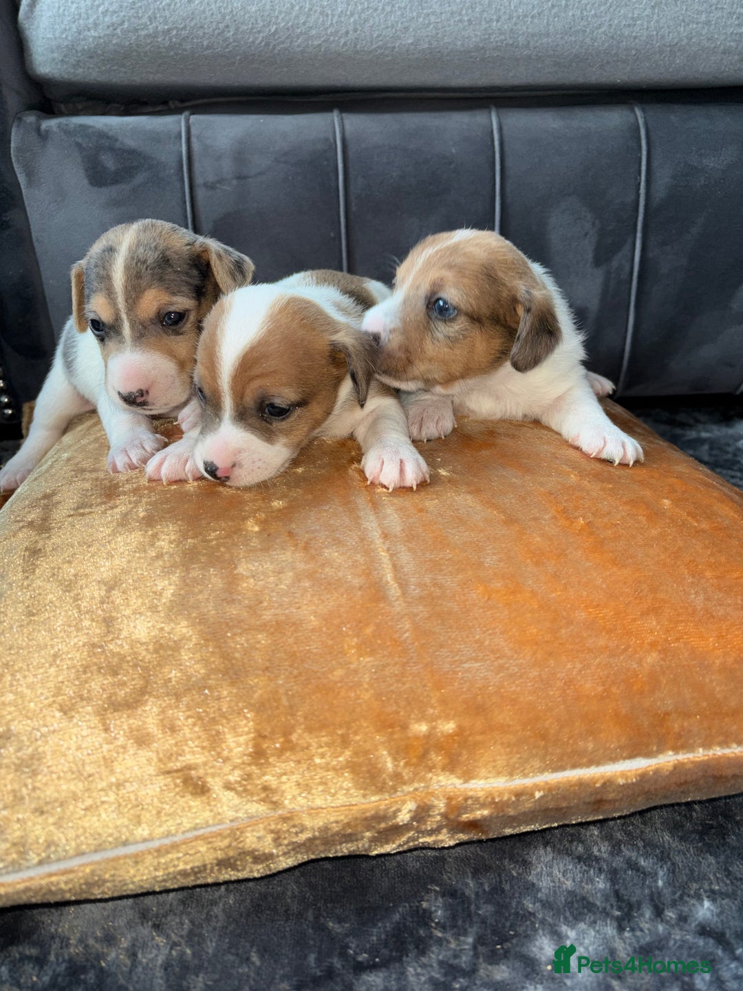 Jack Russell dogs for sale: Jack Russel puppies for sale  - Image 19