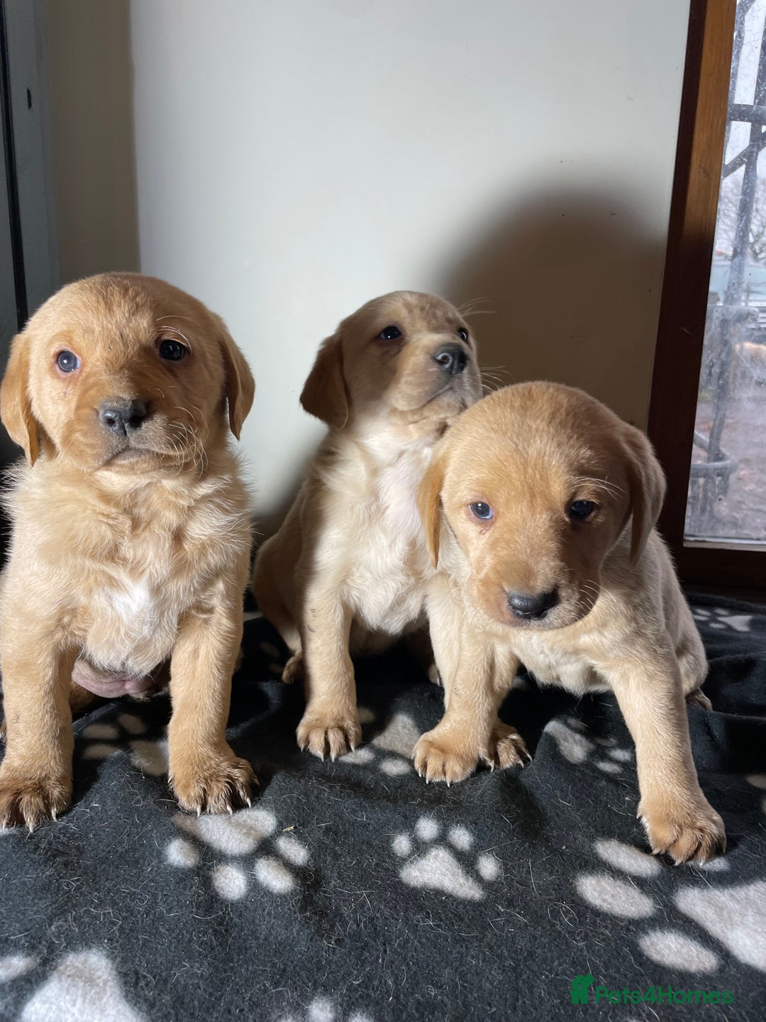 Labrador Retriever dogs for sale: Ready now Stunning chunky fox red pups - Advert 2