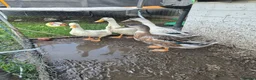 Ducks poultry for sale: Runner cross ducks unsexed  - Advert 2