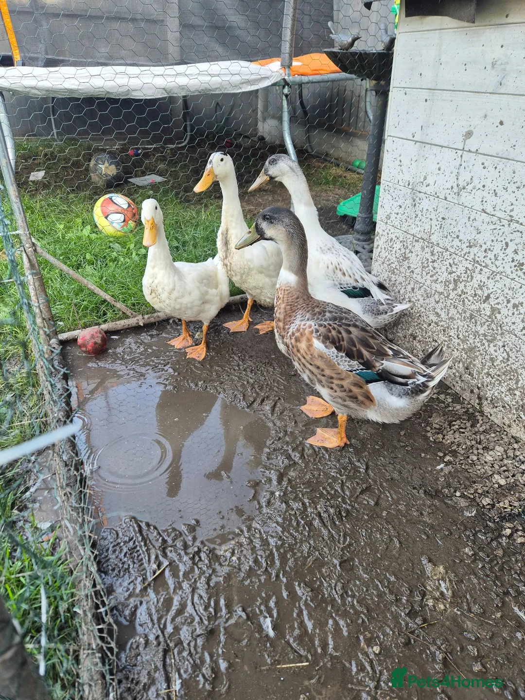 Ducks poultry for sale: Runner cross ducks unsexed  - Advert 2