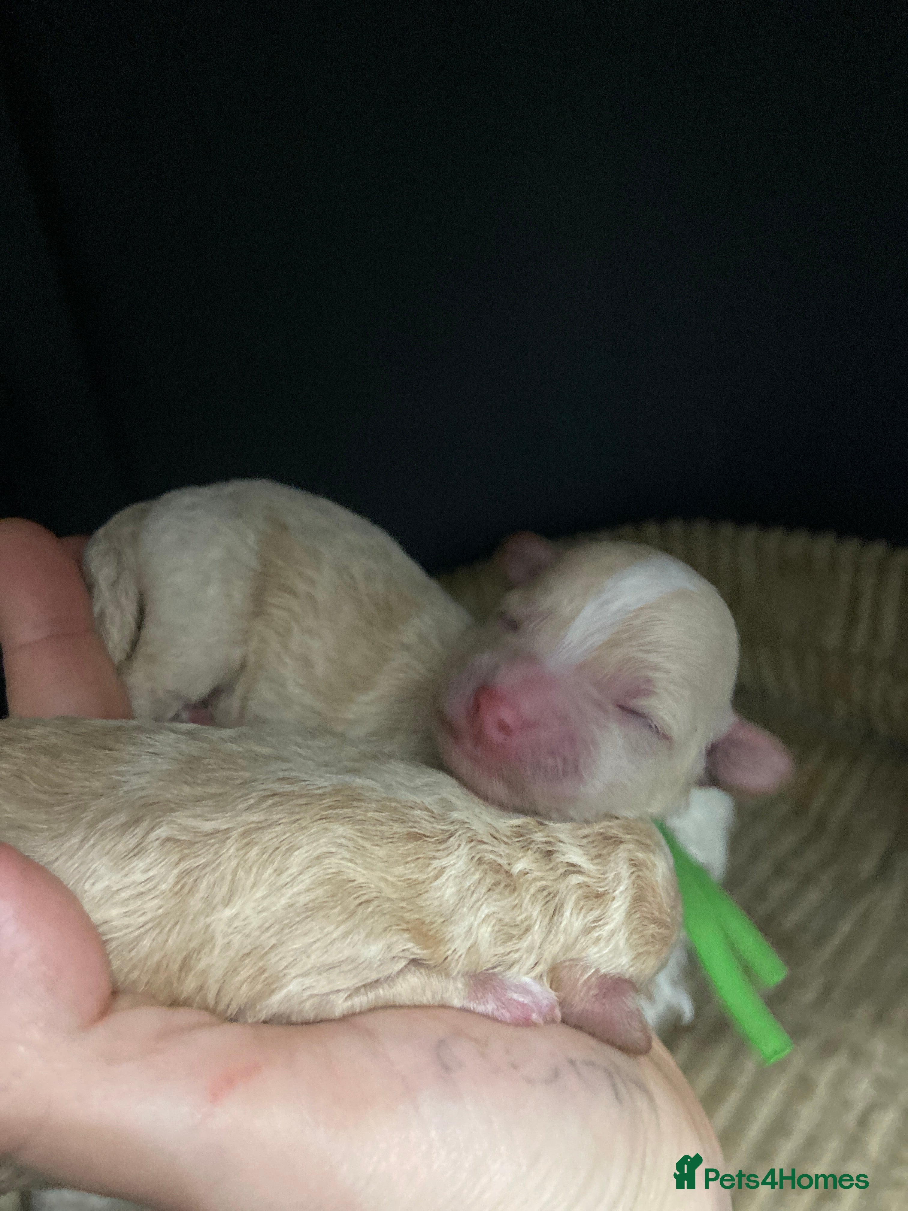 Poochon dogs F1 Tiny poochons,champion bloodline parents  - Advert 1