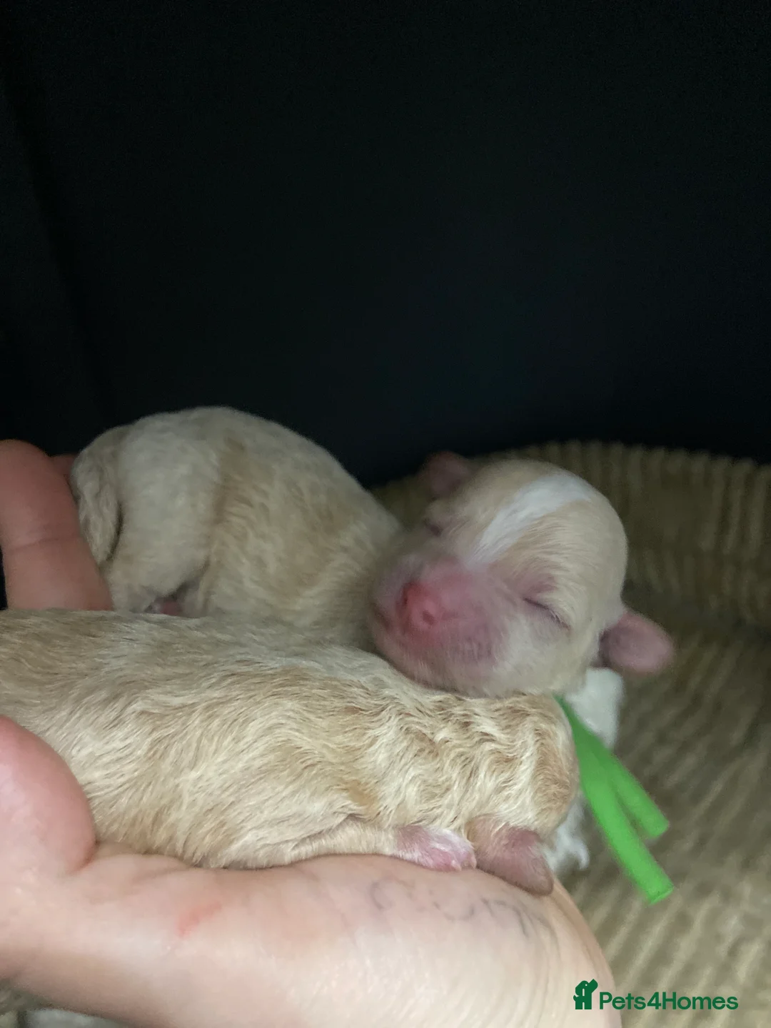 Poochon dogs for sale: F1 Tiny poochons,champion bloodline parents  - Advert 1