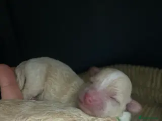 Poochon dogs F1 Tiny poochons,champion bloodline parents - Advert 1