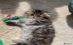 Persian cats for sale: Persian kitten still looking for her forever home  in Gateshead - Image 10