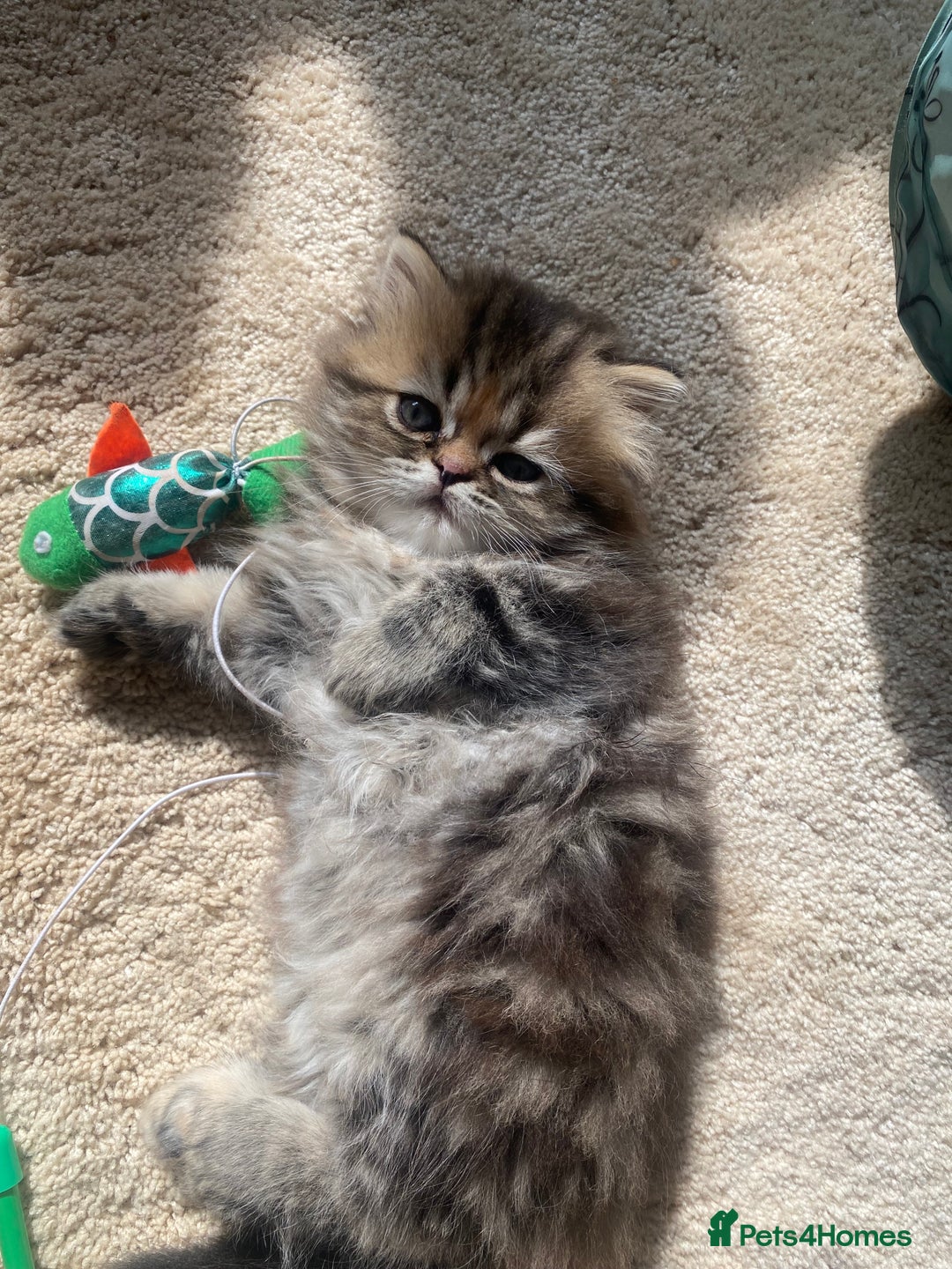 Persian cats for sale: Persian kitten still looking for her forever home  in Gateshead - Image 10