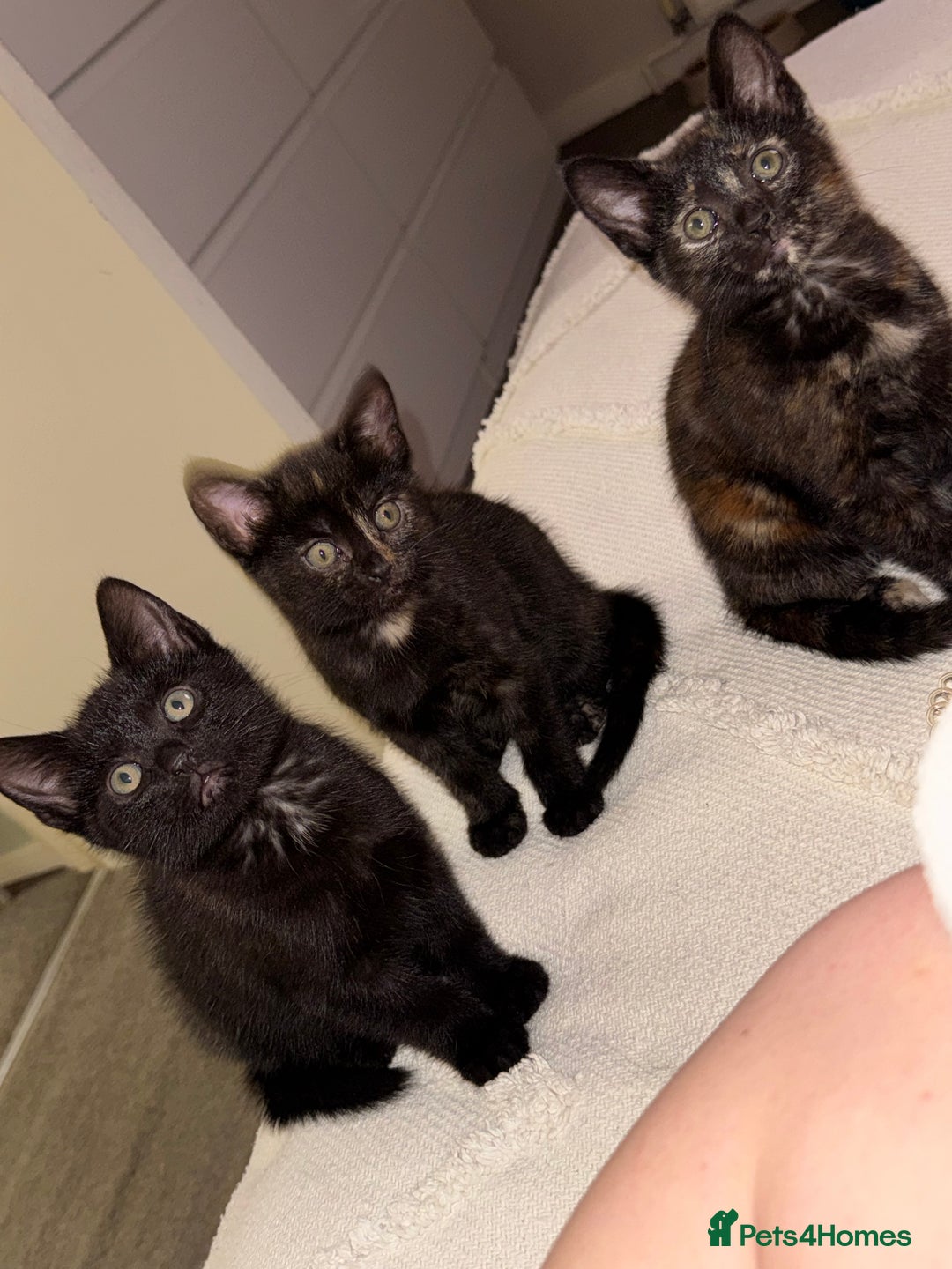 British Shorthair cats for sale: 3 beautiful kittens looking for there forever home - Image 1