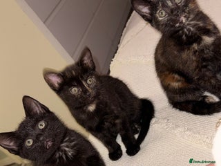 British Shorthair cats for sale - Advert 2