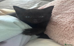 Mixed Breed cats for sale: Mixed breed Bengal kittens - Image 11