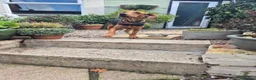 Mixed Breed dogs for adoption: LENA! - Advert 9