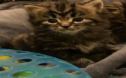British Shorthair cats for sale: 4 Beautiful British Shorthair cross Kittens  - Image 1