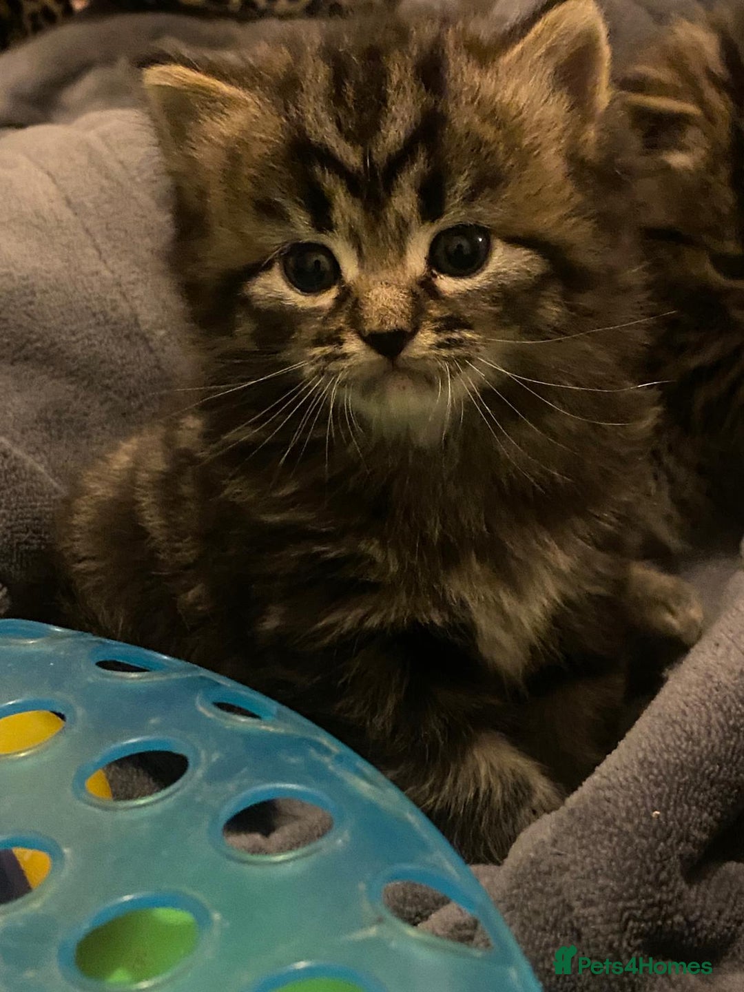 British Shorthair cats for sale: 4 Beautiful British Shorthair cross Kittens  - Image 1