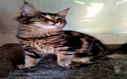 Maine Coon cats for sale: Beautiful Mainecoon female - Image 2
