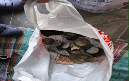 Turtle reptiles for sale: 2xRazor backed turtle male and female - Image 15