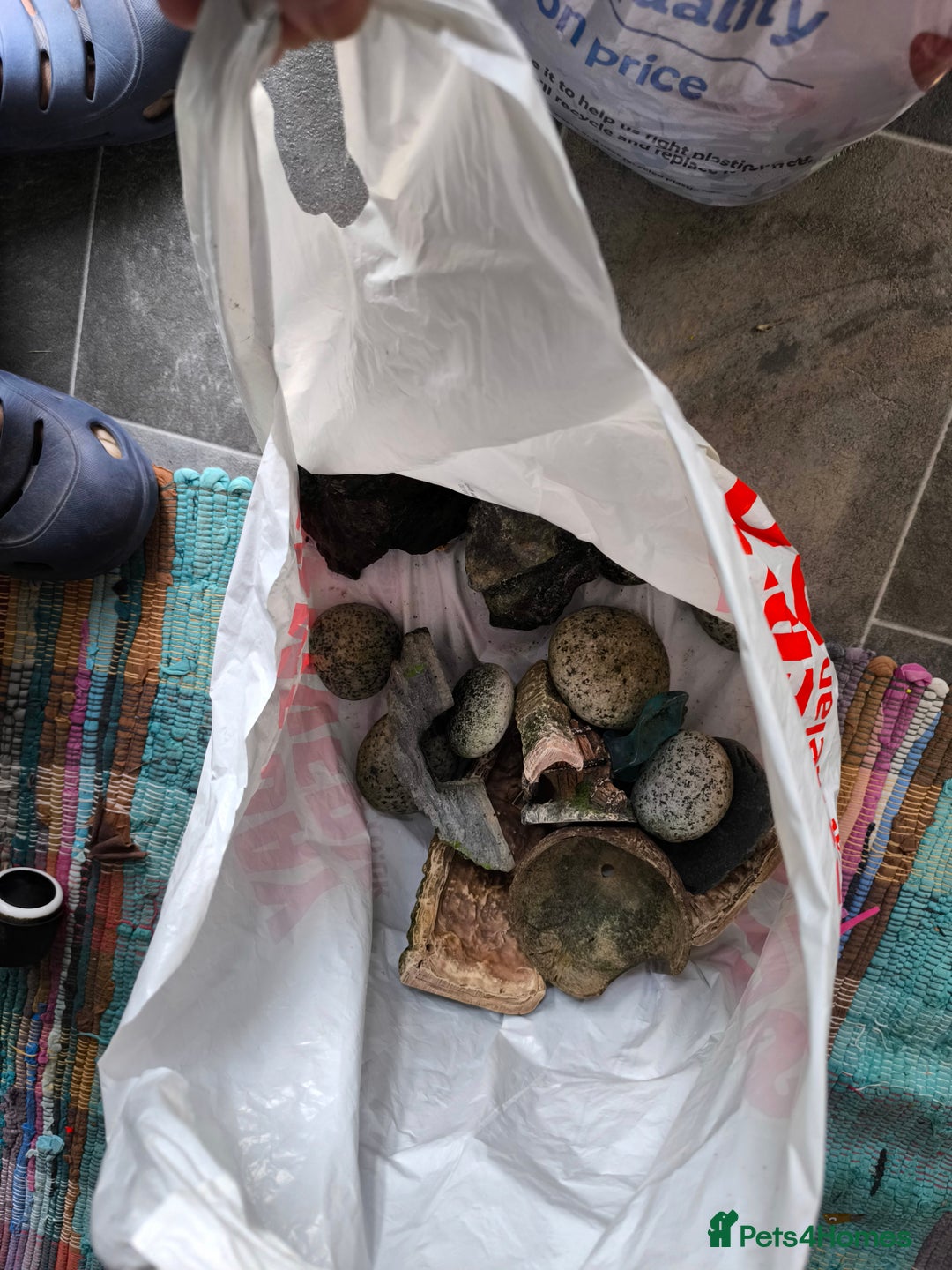 Turtle reptiles for sale: 2xRazor backed turtle male and female - Image 15