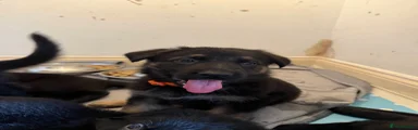German Shepherd 8