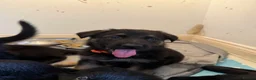 German Shepherd dogs for sale: 8 German Shepard puppies 4 black 4 Black and Tan  - Advert 6