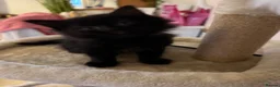 Mixed Breed cats for sale: 5 Beautiful Black Mixed Breed Kittens - Advert 25