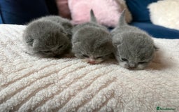 British Shorthair cats for sale: Outstanding kittens 😻 Champion line🥇🏆😻 - Image 9