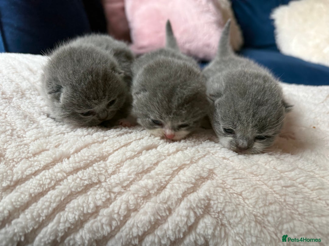 British Shorthair cats for sale: Outstanding kittens 😻 Champion line🥇🏆😻 - Image 9