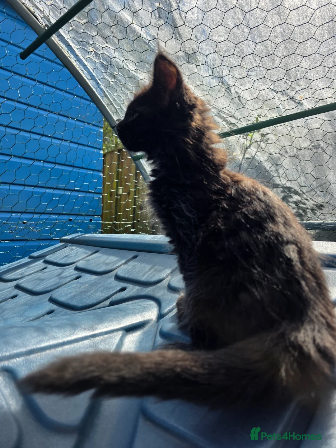 Maine Coon cats for sale: XL FULL Maine coon kitten price reduced - Advert 2