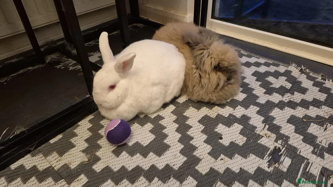 Lionhead rabbits for sale: double mane lionhead and norwegian white in Barnstaple - Advert 1