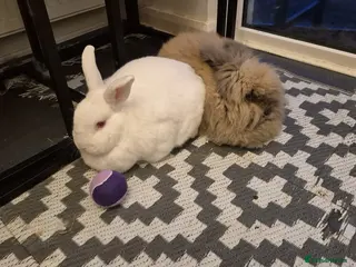 Lionhead rabbits double mane lionhead and norwegian white - Advert 2