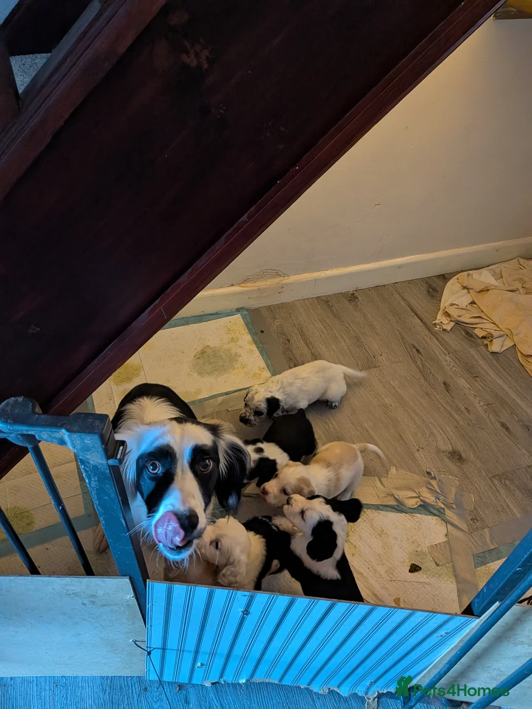 Mixed Breed dogs for sale: Adorable Cocker Spaniel Cross Puppies for Sale - Advert 15