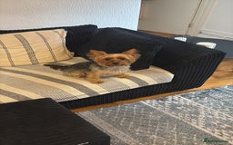 Yorkshire Terrier dogs for sale: Mabel the Yorkie is looking for a new home - Image 4