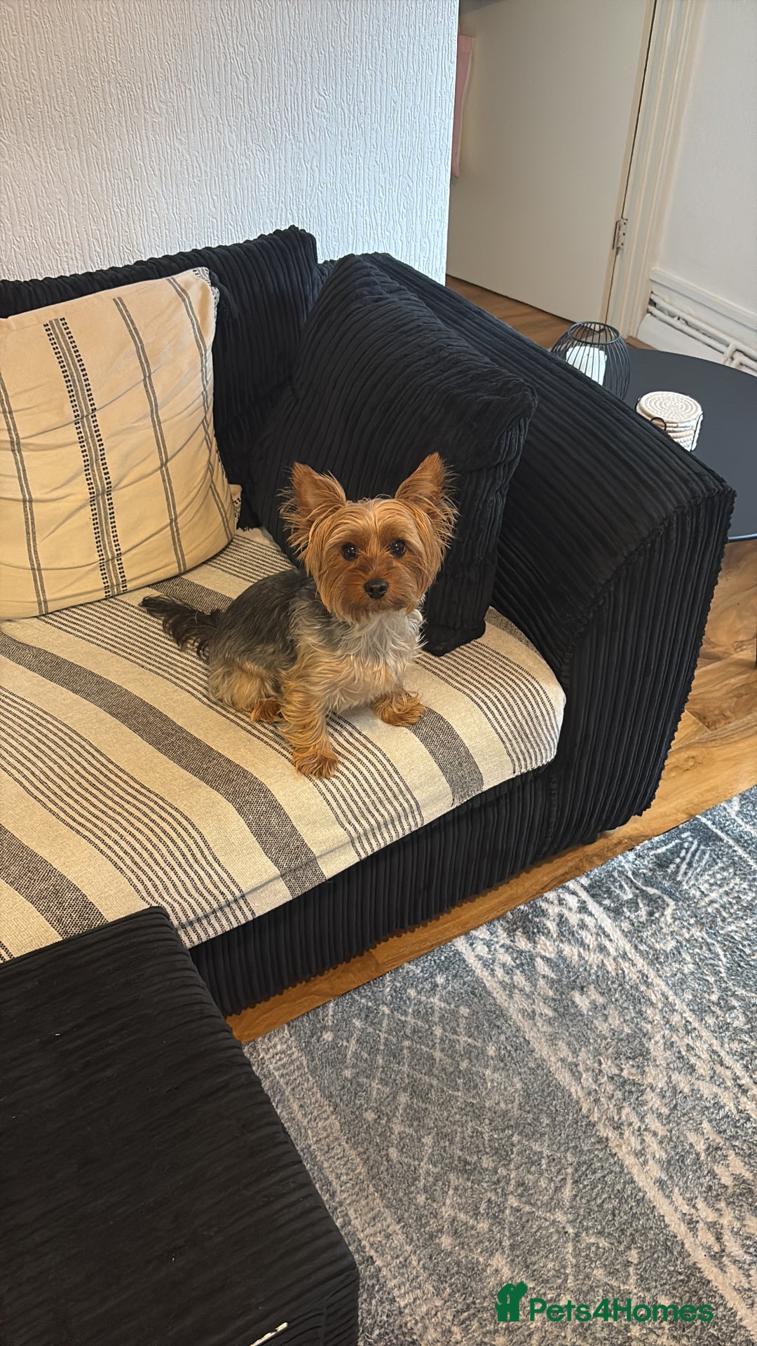 Yorkshire Terrier dogs for sale: Mabel the Yorkie is looking for a new home - Image 4