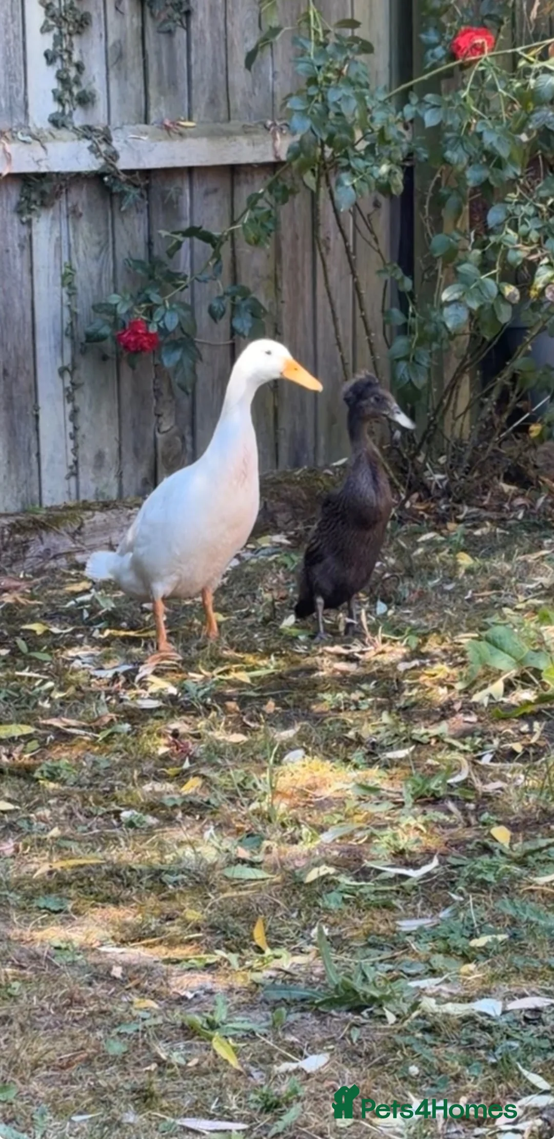 Ducks poultry for sale: Runner ducks  in Norwich - Advert 1