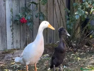 Ducks poultry Runner ducks - Advert 1