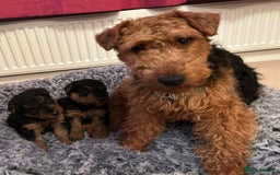 Welsh Terrier dogs for sale: Stunning Health Tested KC Reg Welshie Puppies - Advert 1