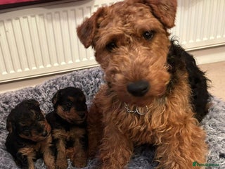 Welsh Terrier dogs Stunning Health Tested KC Reg Welshie Puppies - Advert 2