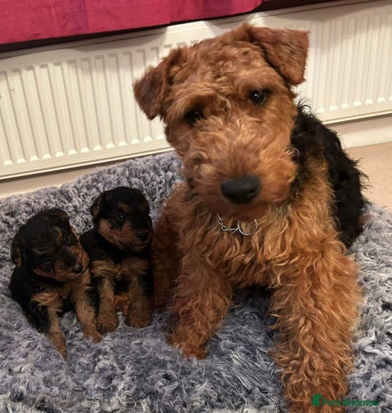 Welsh Terrier dogs Stunning Health Tested KC Reg Welshie Puppies - Advert 1