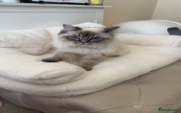 Ragdoll cats for sale: 2 ragdoll girls looking for their new homes  - Image 3