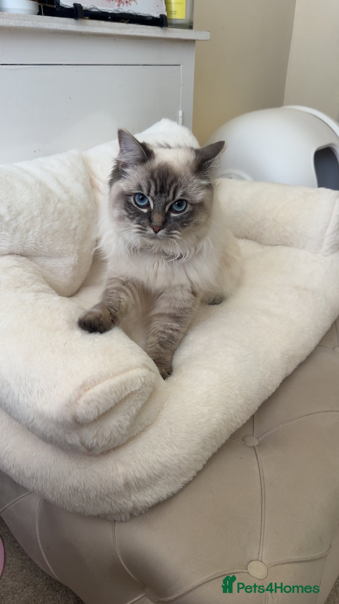 Ragdoll cats for sale: 2 ragdoll girls looking for their new homes  - Image 3