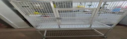 Budgerigars birds for sale: Budgie & cage with accessories. in Walsall - Advert 2