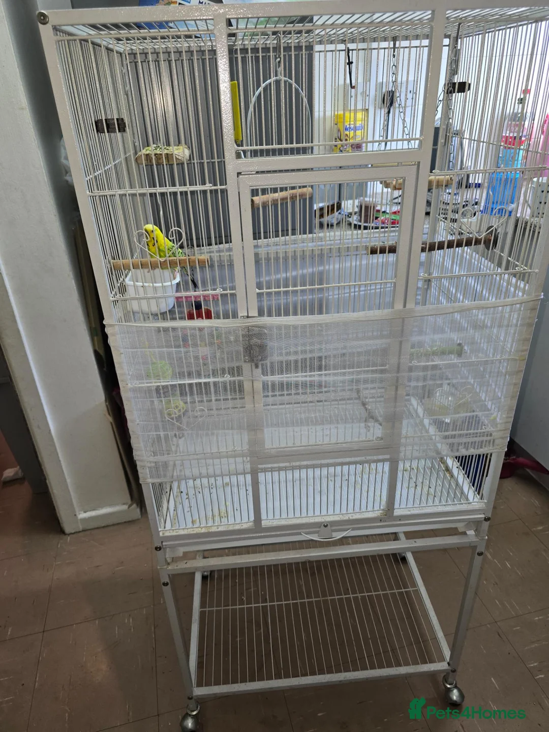 Budgerigars birds for sale: Budgie & cage with accessories. in Walsall - Advert 2
