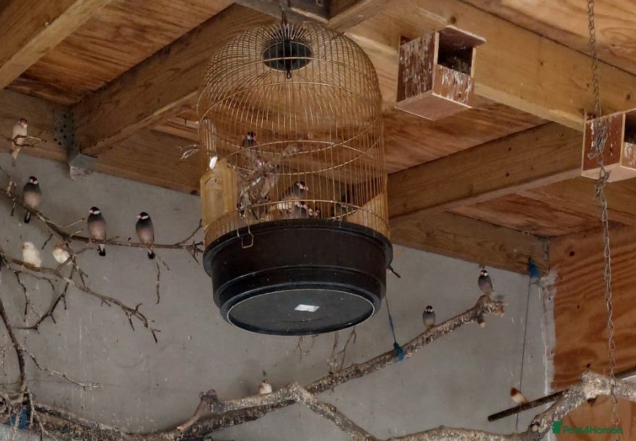 Canaries birds Canaries - £20 each - Advert 8