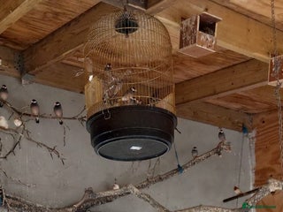 Canaries birds Canaries - £20 each - Advert 1