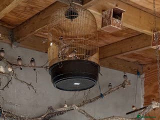 Canaries birds Canaries - £20 each - Advert 12