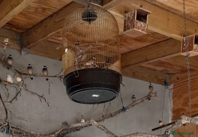 Canaries birds Canaries - £20 each - Advert 1