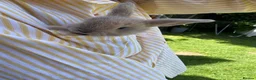 Mini Lop rabbits for sale: 7 Beautiful Mini Lop Bunnies - Advert 4
