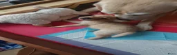 Labrador Retriever dogs for sale: Exceptional Home Raised Labrador Puppies in Nottingham - Advert 33