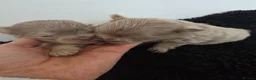 Pomeranian dogs for sale: Stunning rare coloured Pomeranian puppies  - Advert 15