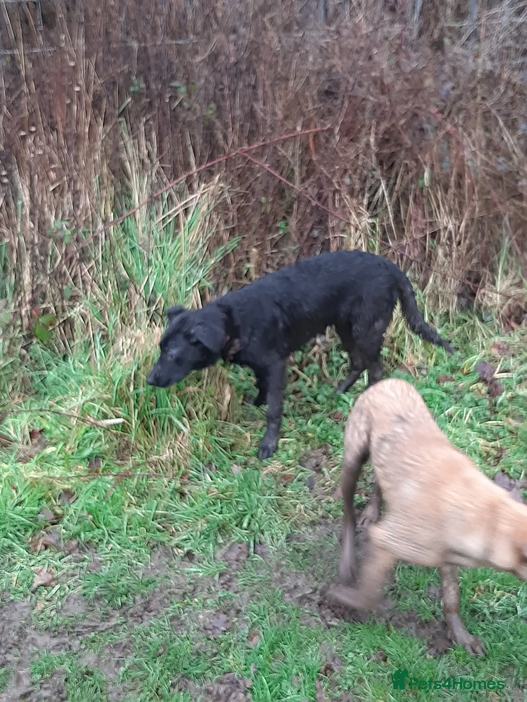 Mixed Breed dogs for sale: Gsd x Staffy x Mali - Advert 5