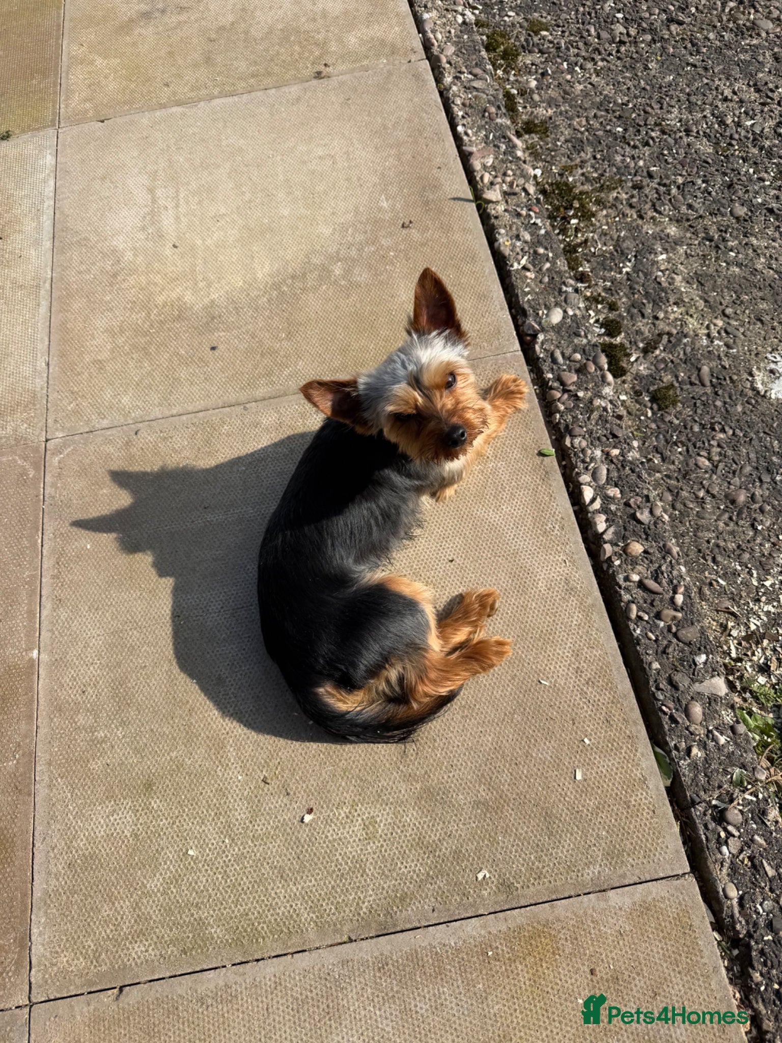 Yorkshire Terrier dogs Yorkshire terrier - Advert 1