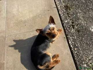 Yorkshire Terrier dogs Yorkshire terrier - Advert 1